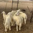 طليان كلها ذكور