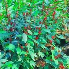 شتلات زينه مثمره شتلات عطريه وتوصيل لمنازلكم