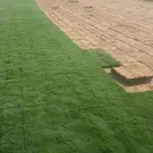 عشب طبيعي ثيل سي الفين