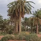 نخل للبيع