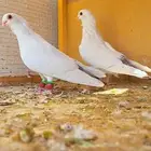 زوج قويزات حمر منتجات   وزوج طبشيريات حمر منتجات