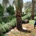 نخيل للبيع نقايل وفسايل مع التوصيل جده مكه الطايف القنفذه