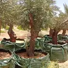 زبتون معمر شجر زيتون