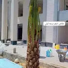 السلام عليكم يوجد لدينا جميع انواع النخل صقعي ومجدوله وهل