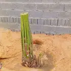 يوجد لدينا جميع انواع النخيل الفسائل والنقايل وجميع انواعها