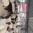 نعيم بلدي
