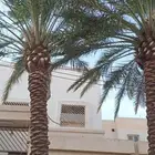 جث وغرس وتكريب النخيل والاشجار