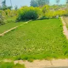 شتلات جملة وقطاعي