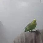 طير بادجي لعوب