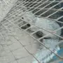 نمس - نمس   ياكل البيض