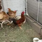 دجاج بلدي