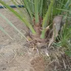 نخل اخلاص سكري مجدول صقعي