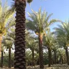 نخل واشنطني وعربي واشجار زيتون واشجار سدر للبيع.