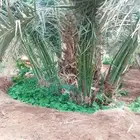 يوجد لديناء جميع انوع النخيل الوشنطني والعربي والفروخ والنقي