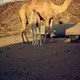الباحه