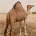 ناقه خلفه تحتها بكره