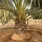 تركيب شبوك وزراعة النخيل