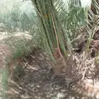 نخيل مثمر نوايع شيرازيه مصيفه حوشانه قطاره سندي صقعي