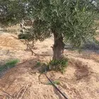 زيتون معمر