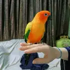 صن كنيور صبغه قويه ( تم البيع )