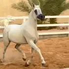 الفاخره حلا ولقاح مميز