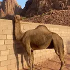 للبيع جمل هديد طيب