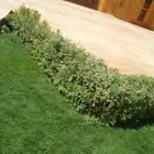 تنسيق حدائق