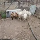 عدد 6 ضان