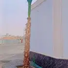 نخل واشنطن وعربي لبيع
