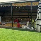 خيام