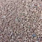 تحصل خرسان بطحة وه رمل احمر