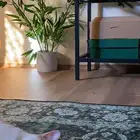 قطه انثى لتبني