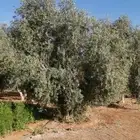 شجر زيتون عمره فوق17سنه