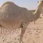 ناقه حايل رباع