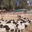 طليان برابر جديدة