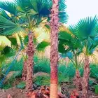وشنطني زينه للبيع وتوريد وتوصيل وزراعة