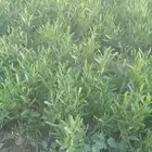 مشتل وتنسيق حدائق بالدمام