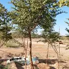 يوجد لدينااا سدر بلدي بري صيني جميع المقاسات. لتواصل