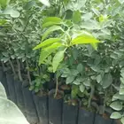 يوسفندي مغربي