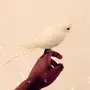 طير للبيع