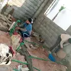 مؤسسة مدن للمقاولات أعمال العظم والتشطيب الي المفتاح