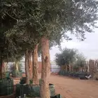 شجر زيتون معمر جميع المقاسات