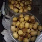 نخيل مثمر نوايع شمشوله حوشانه شيرازي مصيفه