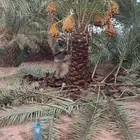 نخيل القصيم المثمرة