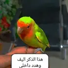 جوز روز انثى فيها ولا فة خفيفة وذكر اليف مرة وهدد داخلي