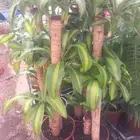 مشتل زراعة لجميع انواع الاشجار داخلي وخارجى وجميع انواع التي