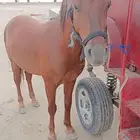 يوجد لدينا خيول الايجار وسيسي الحفلات