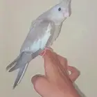 فرخ كروان أليف معا الكبار و الصغار