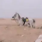 تدريب ركوب الخيول في الاسطبل وخرج إلا سطبل في جده القوزين لي