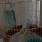 ذكر بادجي مفقود